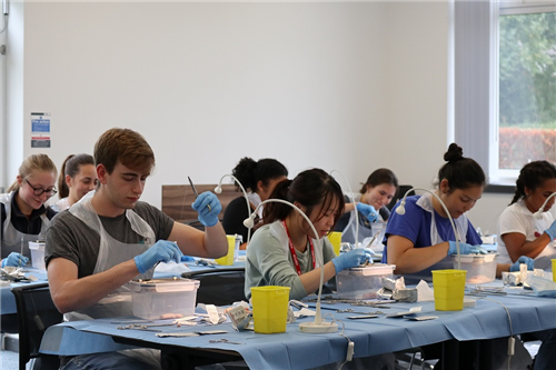 Veterinary trainees learning how to Spay