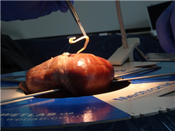 CABG Workshop With Pig Heart and Conduit